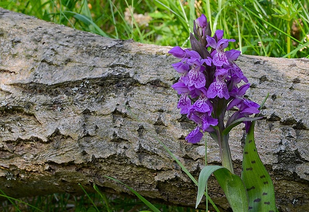 vstavačovec májový pravý Dactylorhiza majalis subsp. majalis (Reincherb.) Hunt & Summerh.