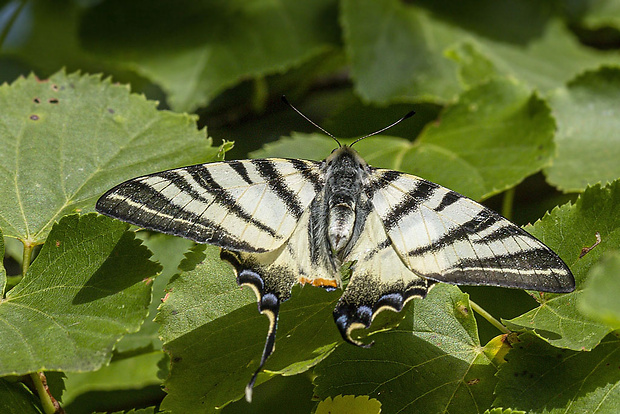 vidlochvost ovocný  Iphiclides podalirius