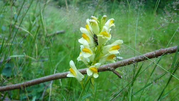 pyštek obyčajný Linaria vulgaris Mill.