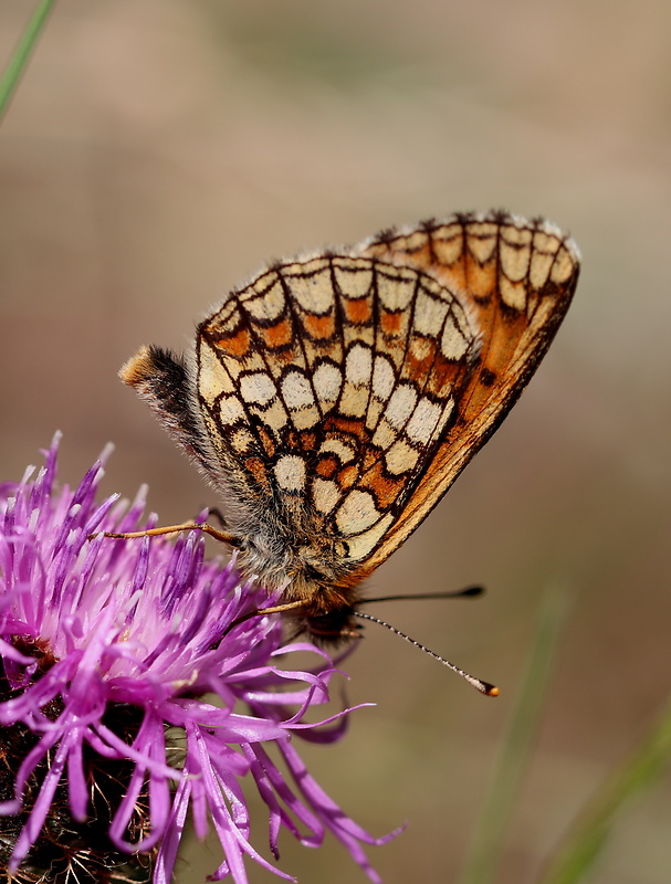 hnedáčik skorocelový  Melitaea athalia