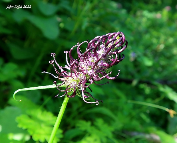 zerva Phyteuma ovatum Honckeny