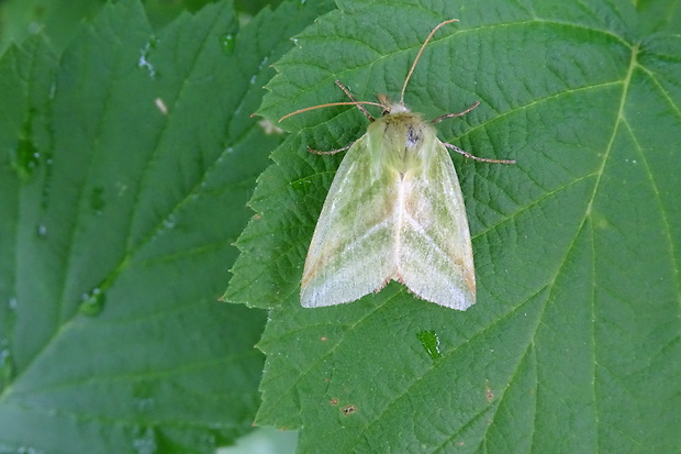 zelenka buková Pseudoips prasinana