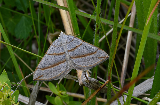 piadivka podobná Scotopteryx mucronata  Scopoli, 1763