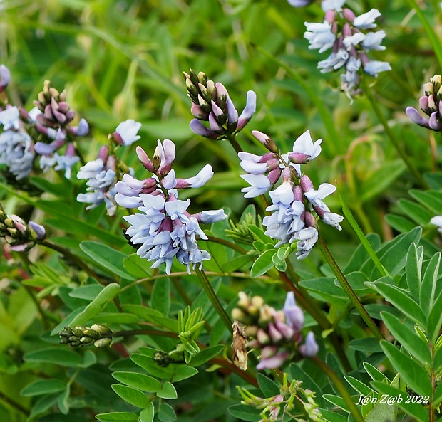 kozinec nórsky Astragalus norvegicus Weber