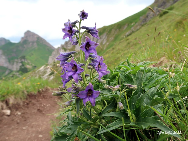 stračonôžka tatranská Delphinium oxysepalum Borbás et Pax