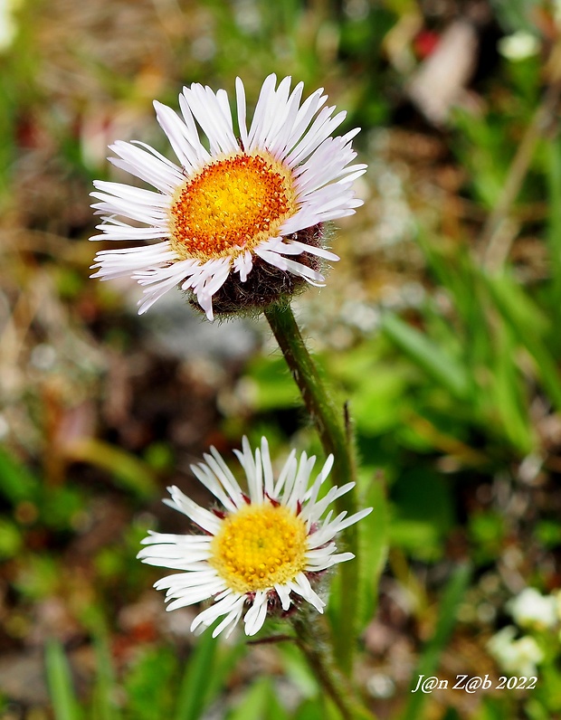 turica uhorská Erigeron hungaricus (Vierh.) Pawł.