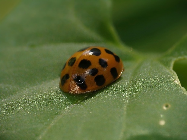 lienka východná Harmonia axyridis