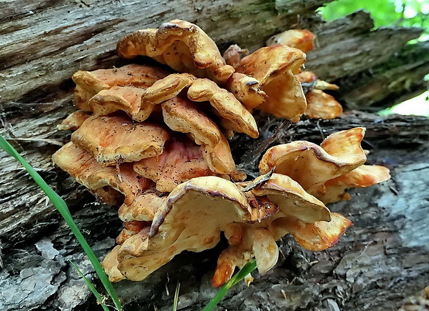 sírovec horský Laetiporus montanus Černý ex Tomšovský & Jankovský