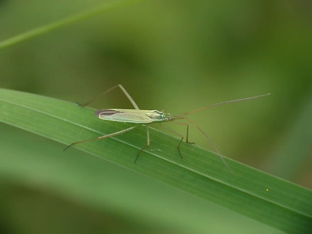 bzdôška Megaloceroea recticornis