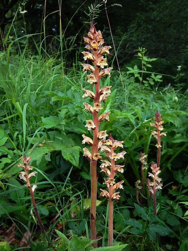 záraza sieťnatá Orobanche reticulata Wallr.