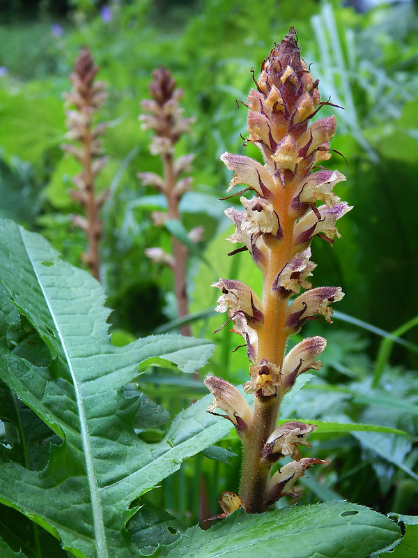 záraza sieťnatá Orobanche reticulata Wallr.