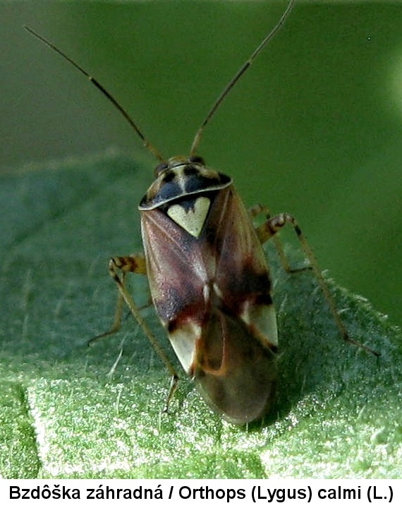 bzdôška záhradná  Orthops (Lygus) calmi (L.)