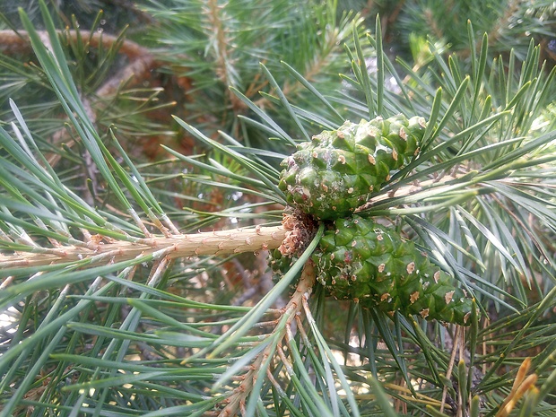 borovica lesná Pinus sylvestris L.