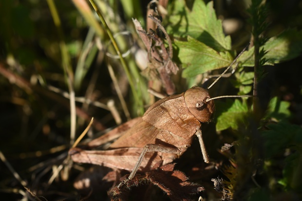 koník červenokrídly Psophus stridulus