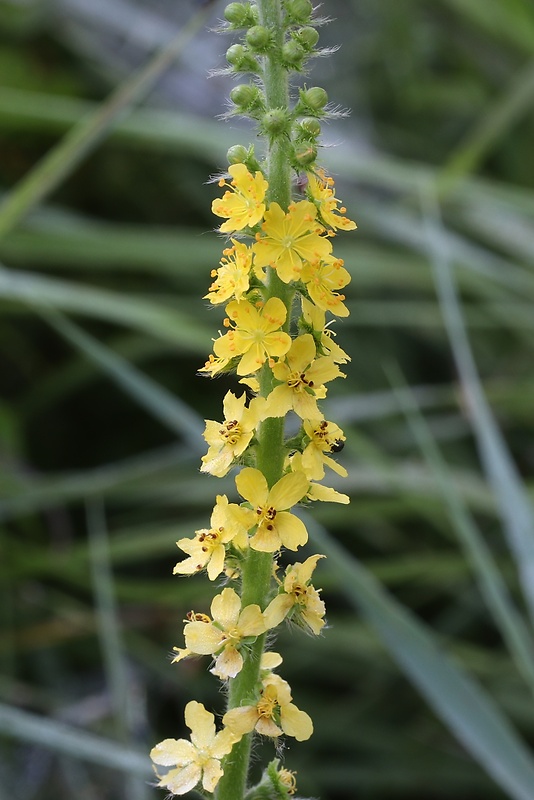 repík lekársky Agrimonia eupatoria L.