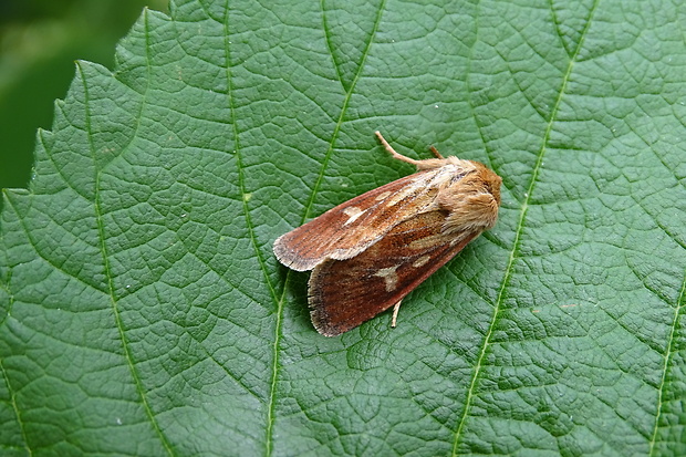 mora lúčna Cerapteryx graminis