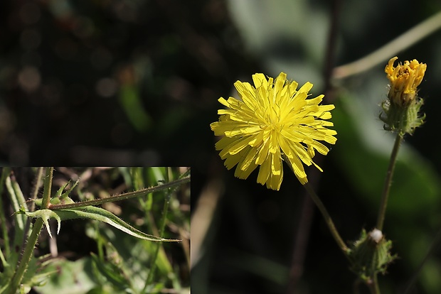 škarda dvojročná Crepis biennis L.