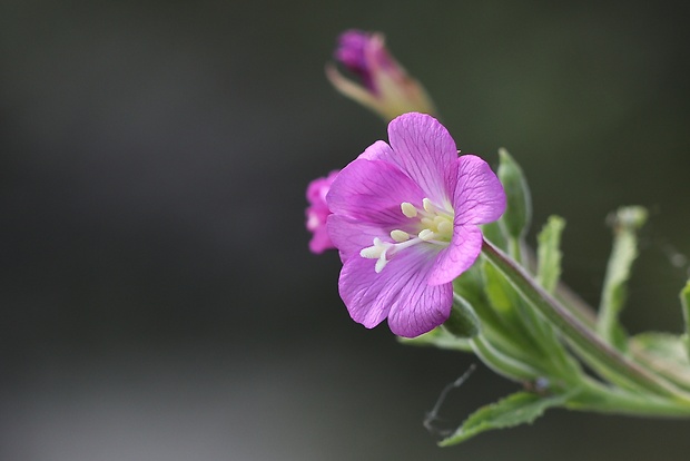 vŕbovka chlpatá Epilobium hirsutum L.