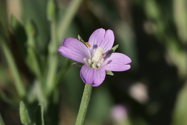 vŕbovka malokvetá Epilobium parviflorum Schreb.