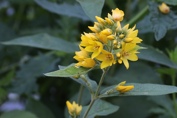 čerkáč obyčajný Lysimachia vulgaris L.