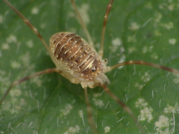 kosec okatý Rilaena triangularis