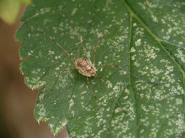 kosec okatý Rilaena triangularis