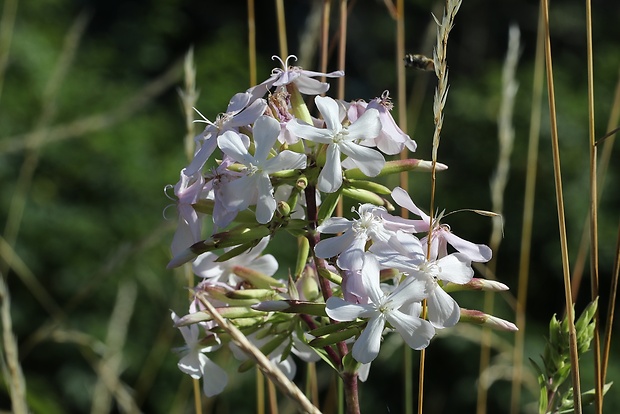 mydlica lekárska Saponaria officinalis L.