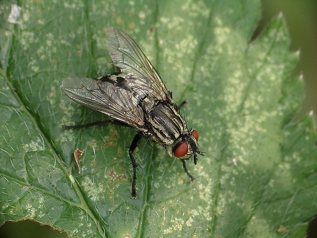 mäsiarka obyčajná Sarcophaga carnaria