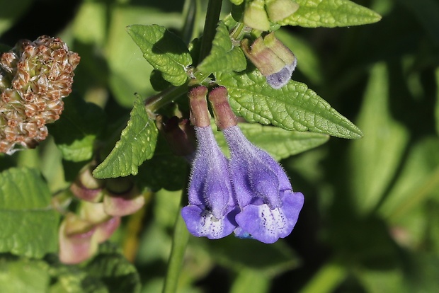 šišak vrúbkovaný Scutellaria galericulata L.