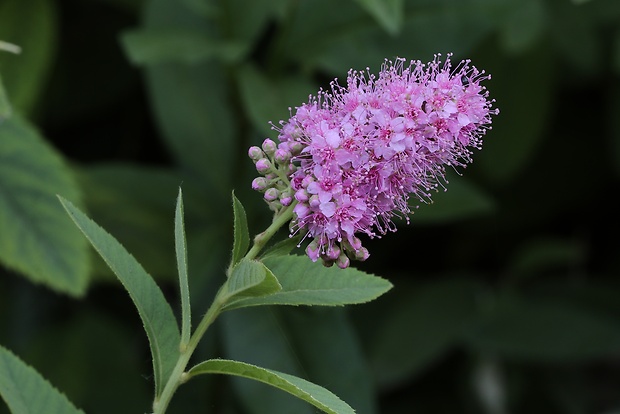 tavoľník vŕbolistý Spiraea salicifolia L.