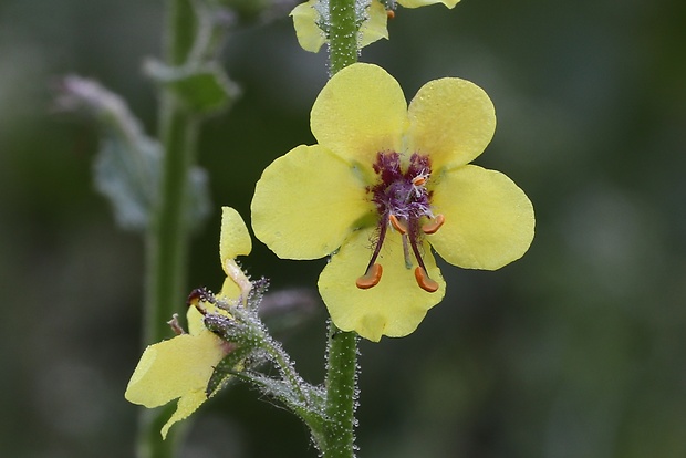 divozel švábový Verbascum blattaria L.