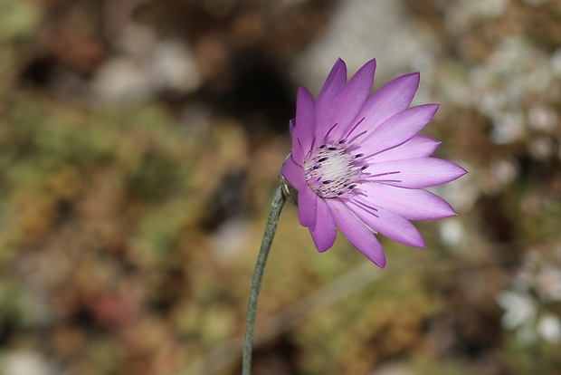 suchokvet ročný Xeranthemum annuum L.