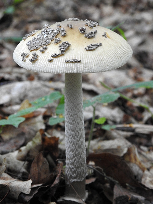 muchotrávka chrastavá Amanita ceciliae (Berk. & Broome) Bas