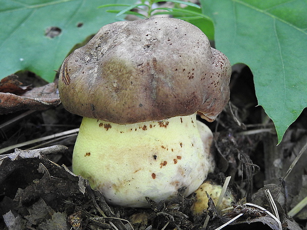 hríb príveskatý Butyriboletus appendiculatus (Schaeff. ex Fr.) Secr.