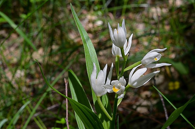 prilbovka dlholistá Cephalanthera longifolia (L.) Fritsch