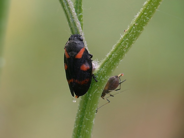 peniarka nížinná Cercopis sanguinolenta