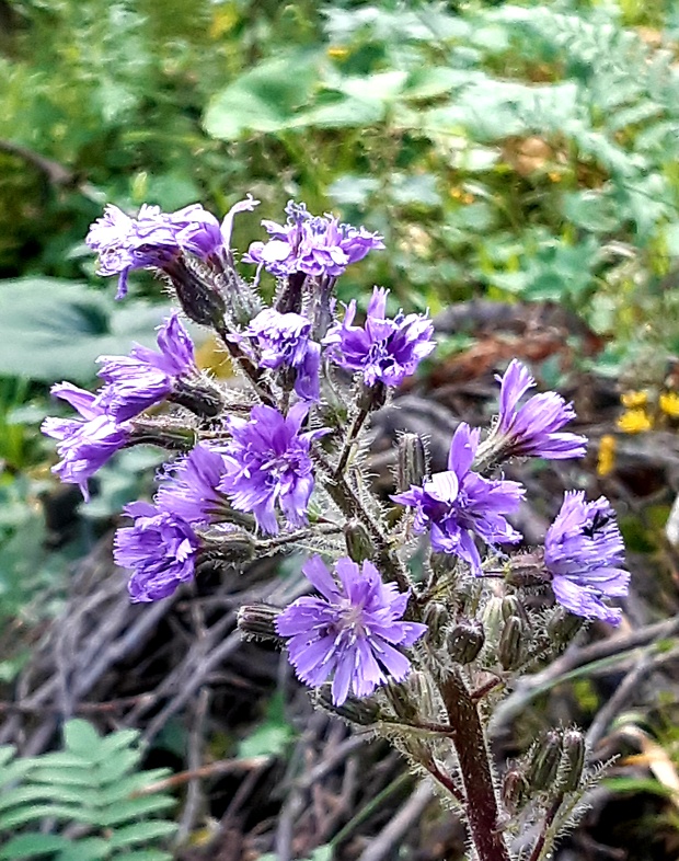 mliečivec alpínsky Cicerbita alpina (L.) Wallr.