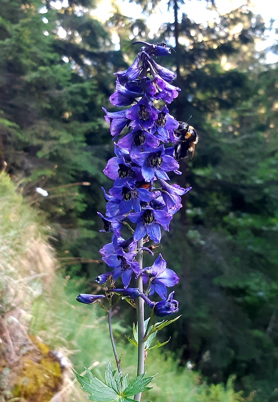 stračonôžka vysoká Delphinium elatum L.