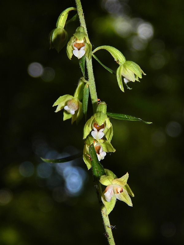 kruštík voethov Epipactis voethii Robatsch