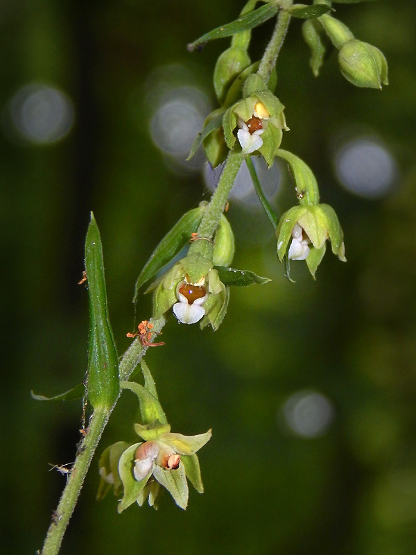 kruštík voethov Epipactis voethii Robatsch