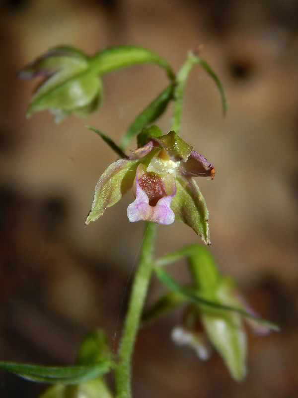 kruštík voethov Epipactis voethii Robatsch