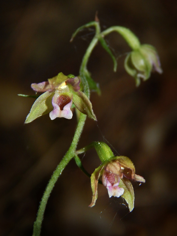 kruštík voethov Epipactis voethii Robatsch