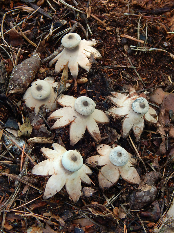 hviezdovka Geastrum sp.