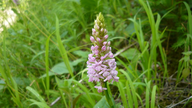 päťprstnica obyčajná Gymnadenia conopsea (L.) R. Br.