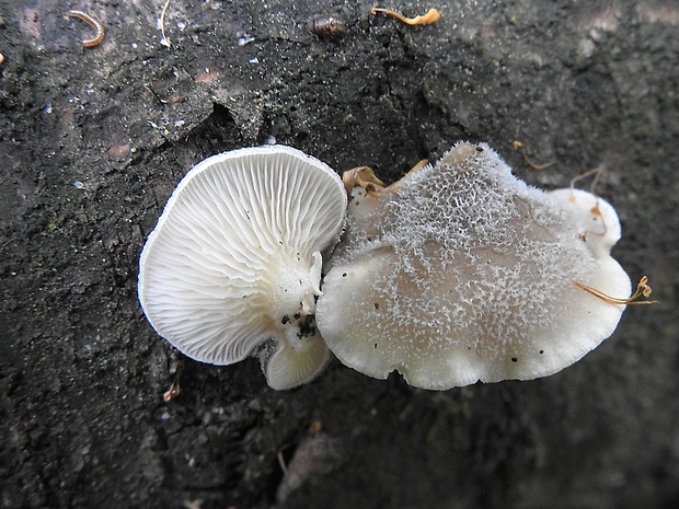 lastúrka modrastosivá Hohenbuehelia atrocaerulea (Fr.) Singer