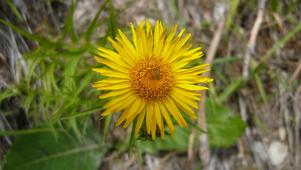 oman mečolistý Inula ensifolia L.