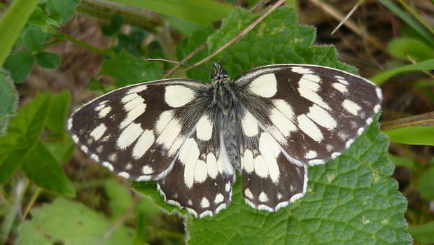 očkáň timotejkový Melanargia galathea