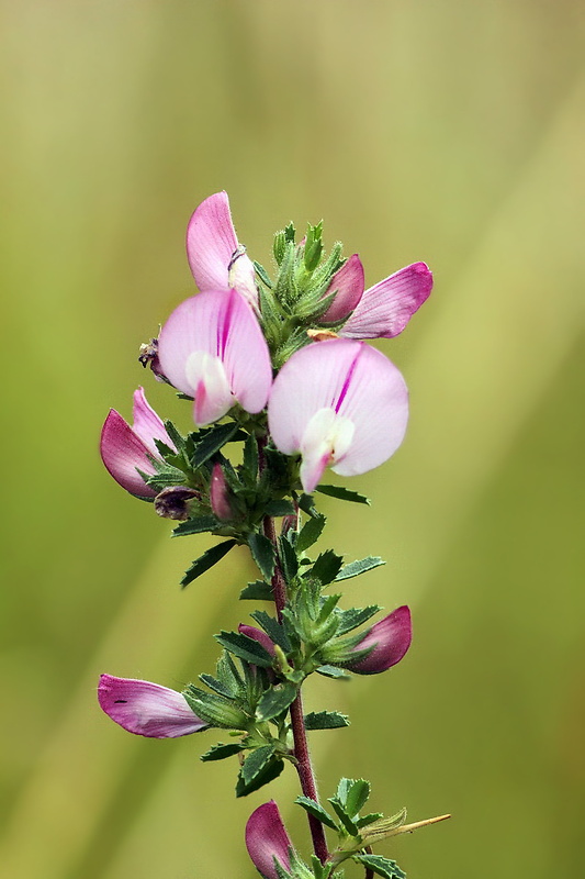 ihlica tŕnitá Ononis spinosa L.