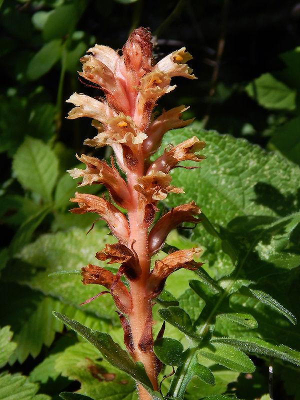 záraza červenkastá Orobanche kochii F. W. Schultz