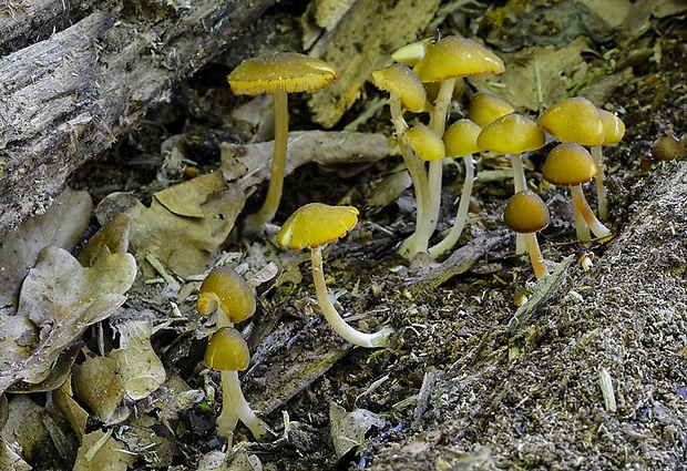 štítovka škoricovohnedá Pluteus chrysophaeus (Schaeff.) Quél.